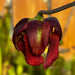Sarracenia leucophylla var. alba 'Hurricane Creek White' - Clone A (Baldwin County, Alabama) MK-L145A