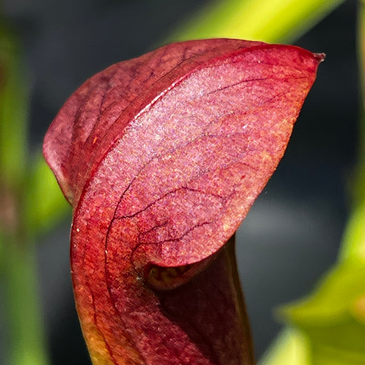 Sarracenia alata var. atrorubra - Orange/ Pink (Jackson County, Mississippi)