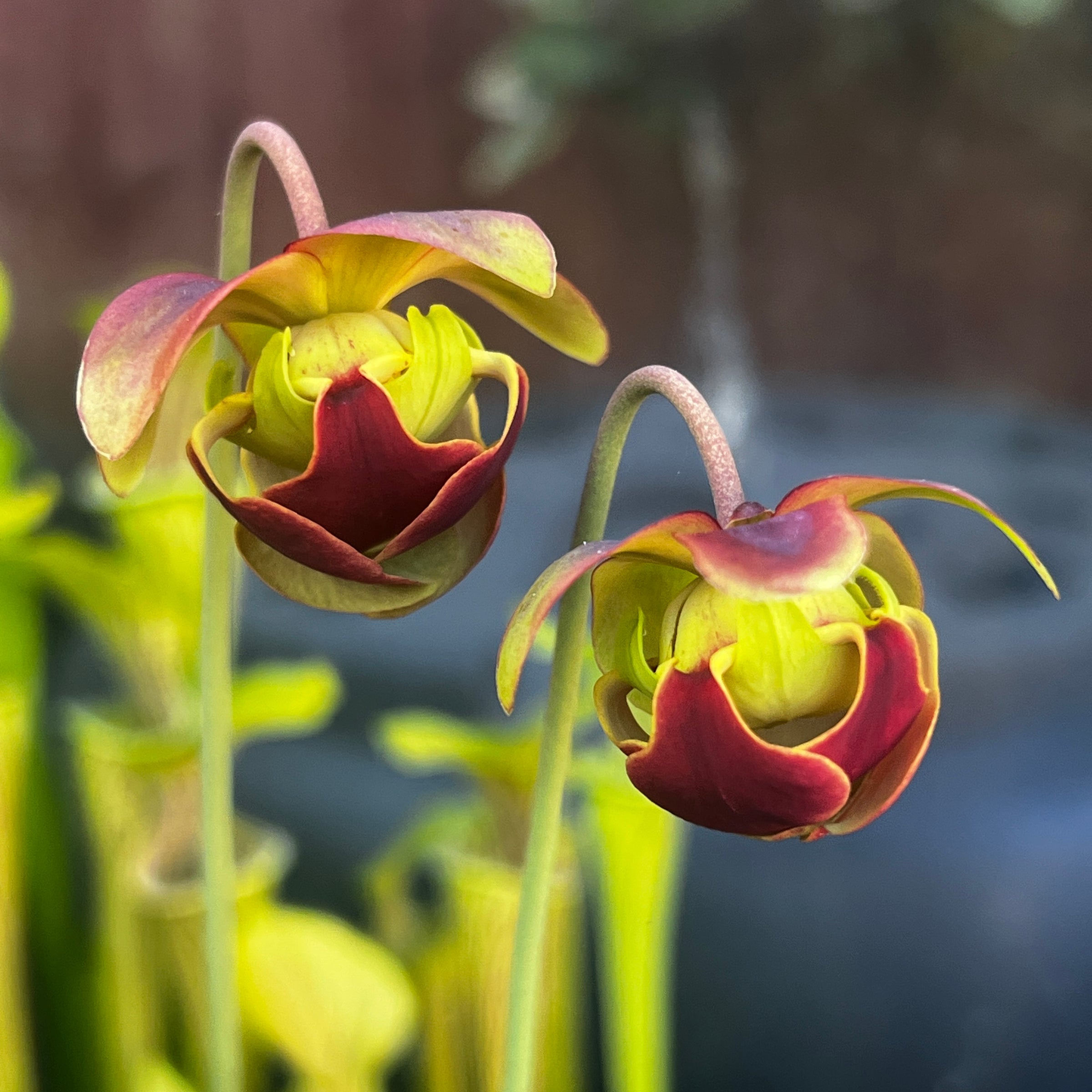 Sarracenia rubra subsp. viatorum (Sheeley Pond, SC.) MK-RR8