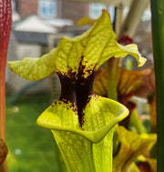Sarracenia × moorei (Pensacola Field, Florida) MS-H404
