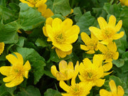 caltha palustris polypetala giant king cup marginal pond plants mp018