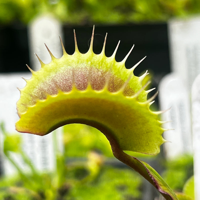 Dionaea muscipula 'Archangel'