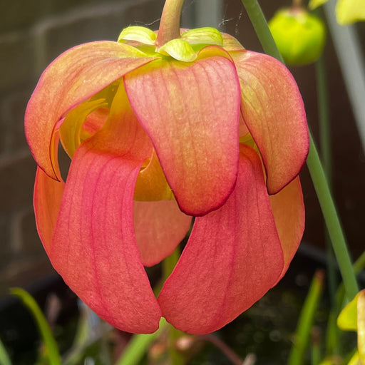 Sarracenia × catesbaei (flava Red Tube X purpurea subsp. venosa) PM-HB9a