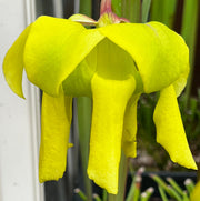 Sarracenia flava var. atropurpurea (Blackwater, Florida)