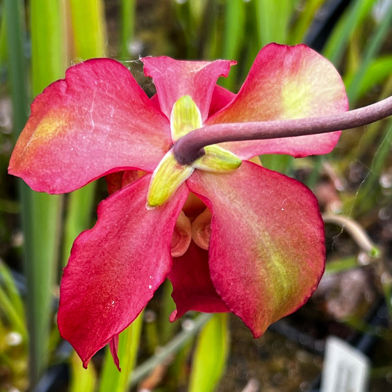 Sarracenia 'Pink Thing' X alata - Blacktube Pubescent (De Soto, Mississippi)