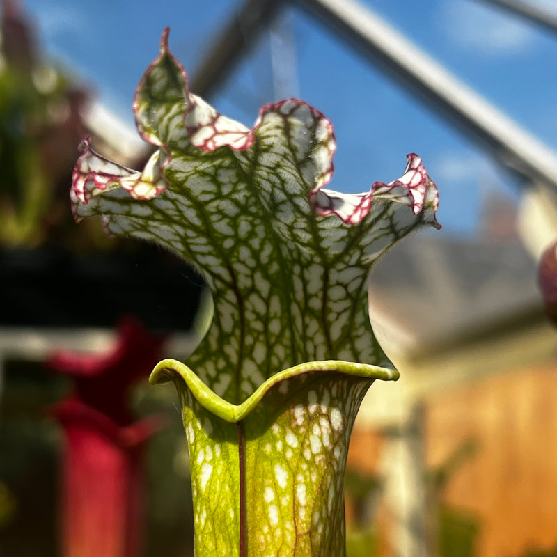 Sarracenia 'Taiappu'
