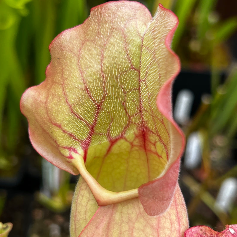 Sarracenia purpurea subsp. venosa 'Sylwia'