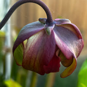 Sarracenia 'Dana's Delight'