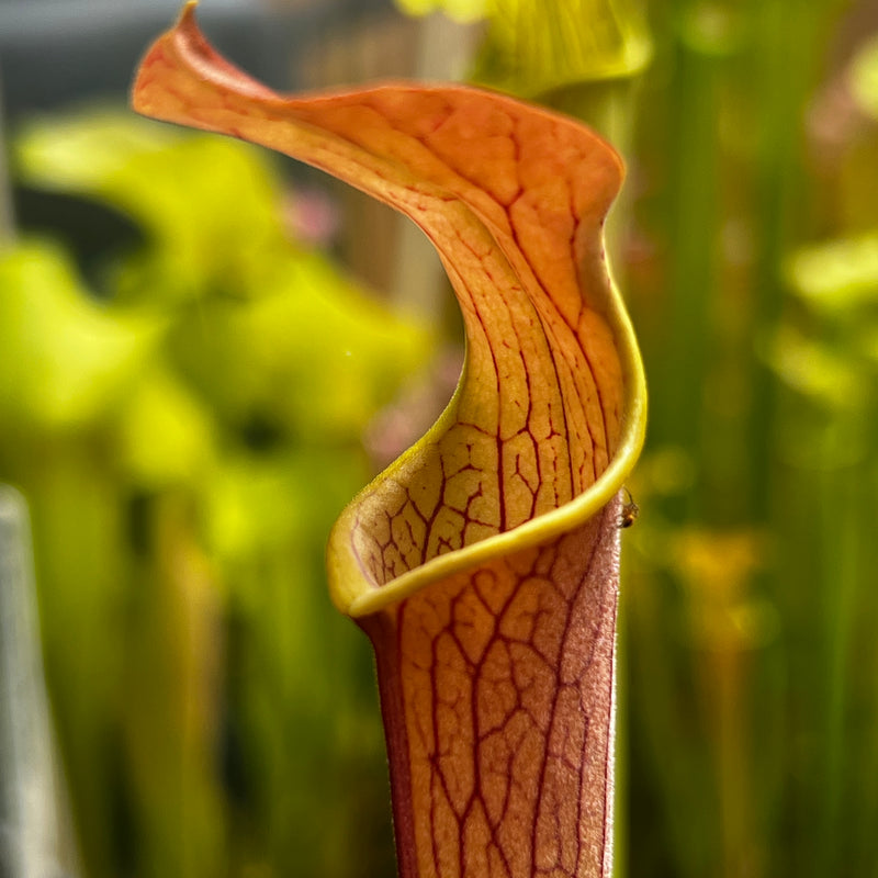 Sarracenia rubra subsp. wherryi - Chatom Giant (Washington County, Alabama)
