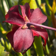 Sarracenia 'Adesugata'