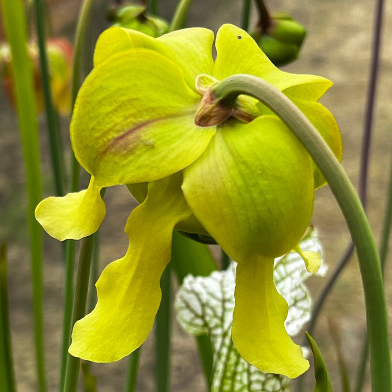 Sarracenia 'Jenny's Choice'