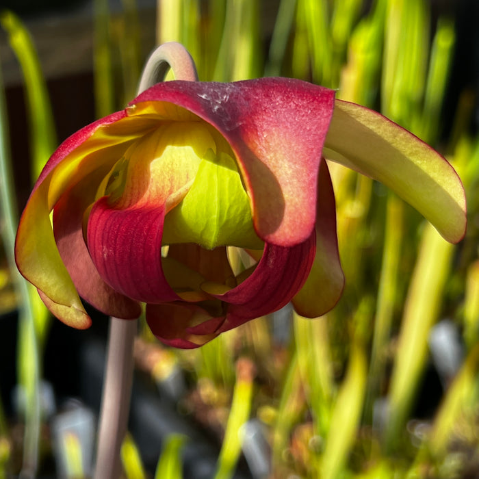 Sarracenia 'Troll'