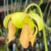 Sarracenia 'Copper Vase'