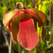 Sarracenia × moorei 'Elizabeth'