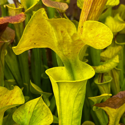 Sarracenia Flava Var. Cuprea Lilian Cooper