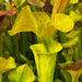 Sarracenia Flava Var. Cuprea Lilian Cooper