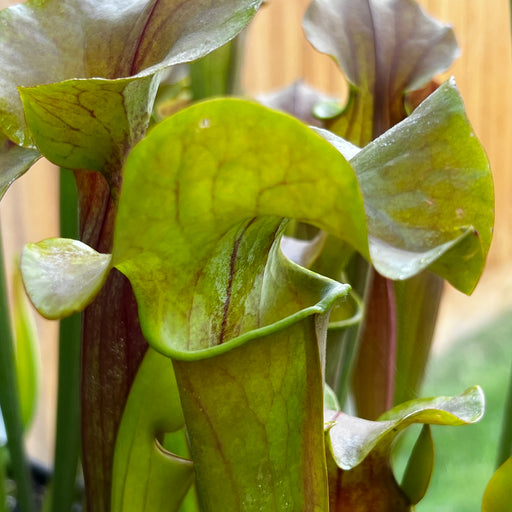 Sarracenia 'Joyce Cooper'