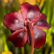 Sarracenia purpurea subsp. purpurea (County Roscommon, Ireland)