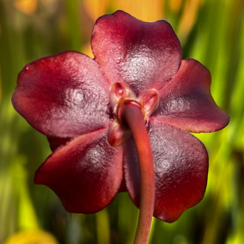 Sarracenia purpurea subsp. purpurea (County Roscommon, Ireland)
