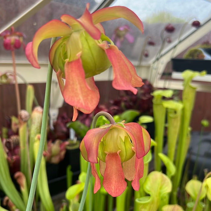 Sarracenia leucophylla 'Slack Clone' X 'Schnell's Ghost'