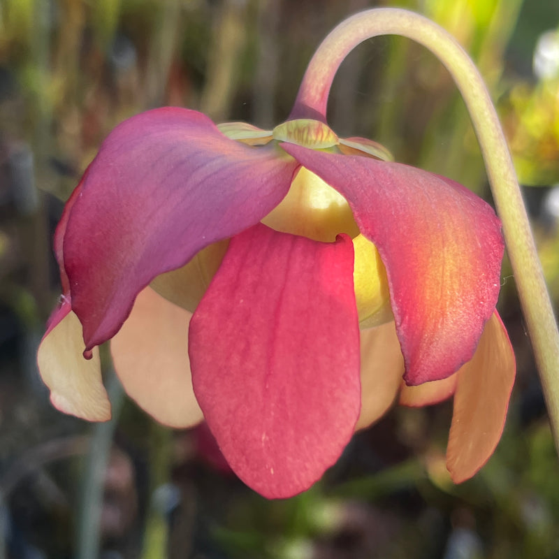 Sarracenia × areolata 'Langford Williams'