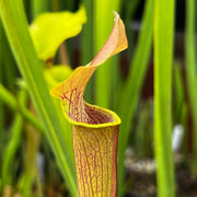 Sarracenia rubra subsp. alabamensis (ICPS Location Code AL003, Alabama) MK-RA5