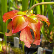 Sarracenia 'Wizard's Sleeve'