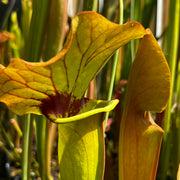 Sarracenia × catesbaei 'Golden Eagle'