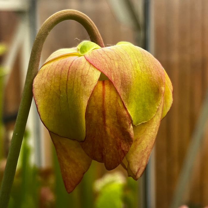 Sarracenia × moorei (MK-F117 X MK-L20a) MK-H221