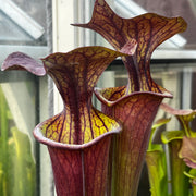 Sarracenia flava var. atropurpurea - All Red Form (Blackwater River State Forest, Florida) MK-F27B