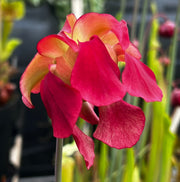 Sarracenia × excellens 'Hummer's Excellens'