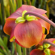 Sarracenia 'La Bête'