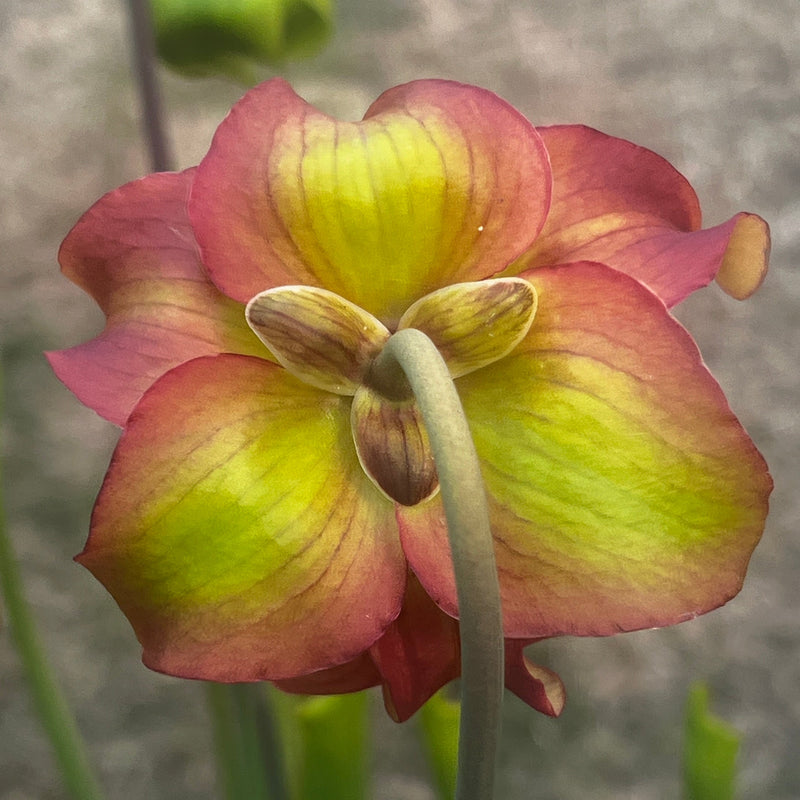 Sarracenia × moorei 'Leviathan'