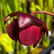 Sarracenia × courtii