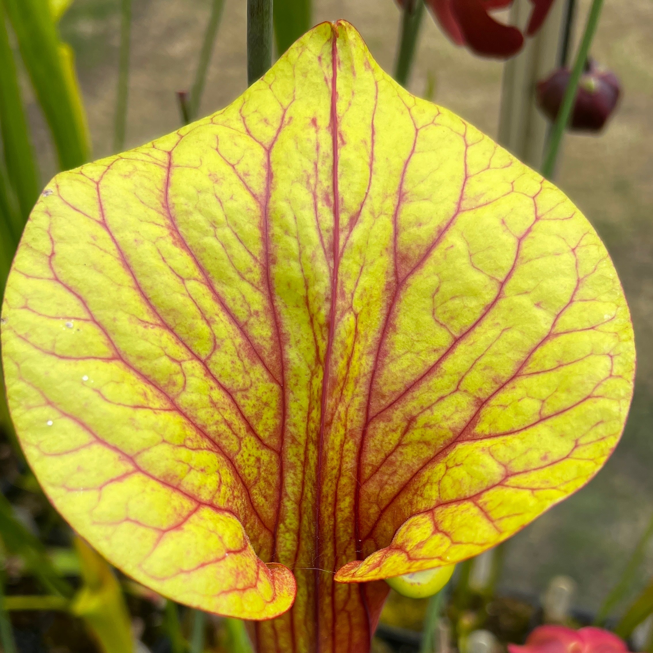 Sarracenia oreophila X flava var. ornata 'Chou-Necktie' No. 20 MK-H287
