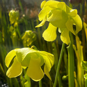 Sarracenia alata var. alata (Jackson County, Florida)