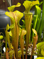 Sarracenia oreophila var. ornata (Sand Mountain, Georgia)
