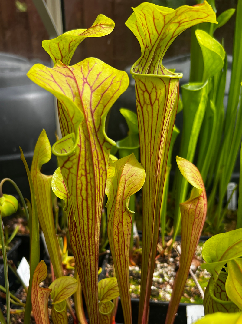 Sarracenia oreophila var. ornata (Sand Mountain, Georgia)