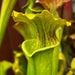 Sarracenia × Alava