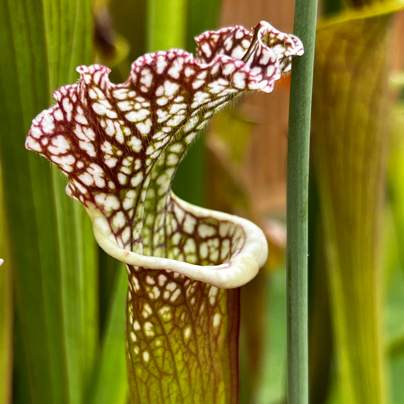 Sarracenia 'Adesugata'