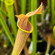 Sarracenia rubra subsp. alabamensis (ICPS Location Code AL003, Alabama) MK-RA5