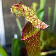 Sarracenia 'Wizard's Sleeve'