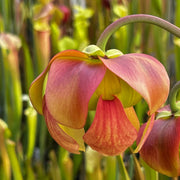 Sarracenia 'La Bête'