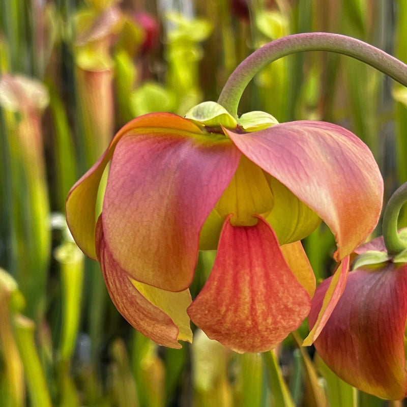 Sarracenia 'La Bête'