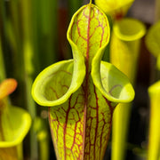 Sarracenia flava var. ornata - Lidless Form