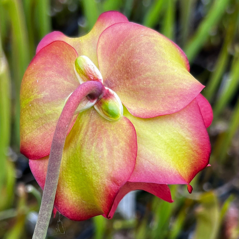Sarracenia 'Triceratops'