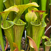 Sarracenia oreophila var. oreophila (Boaz, Etowah County, Alabama)