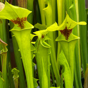 Sarracenia flava var. rugelii (Milton County, Florida) PJP-F RUG 01
