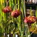 Sarracenia leucophylla 'Bunting Original'