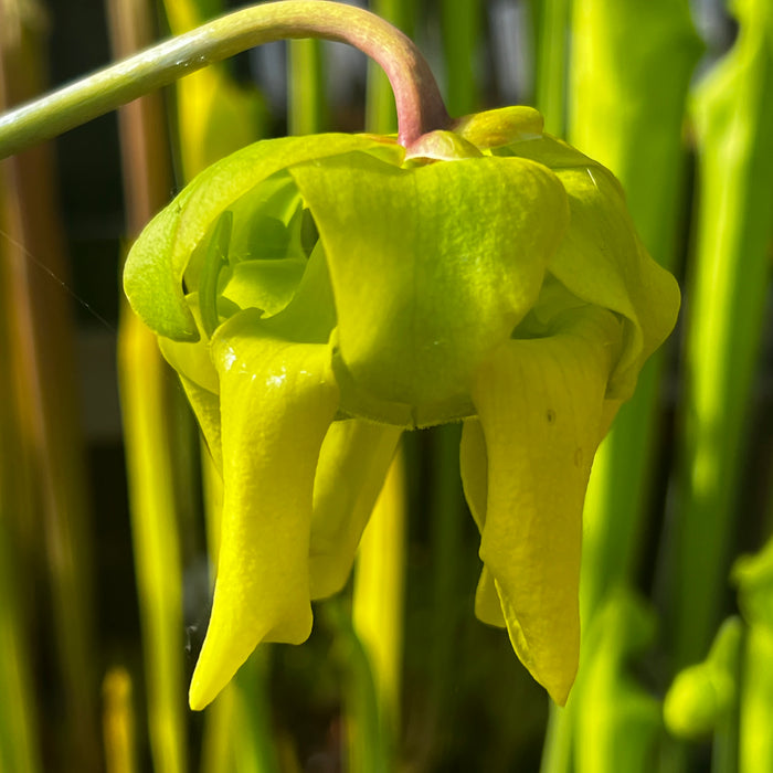 Sarracenia flava var. rugelii (Milton County, Florida) MK-F53